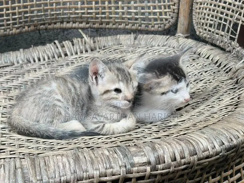 Perison Mixed Kittens