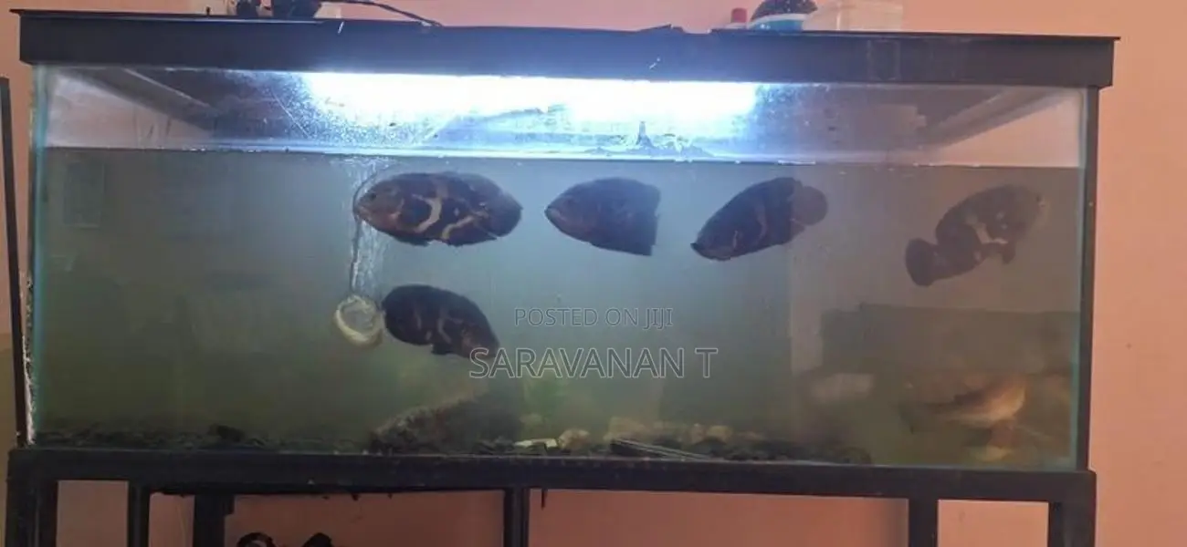 Fish Tank