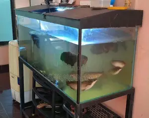 Fish Tank