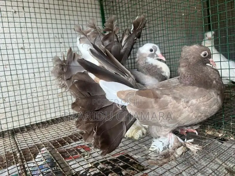 Fantail pigeon