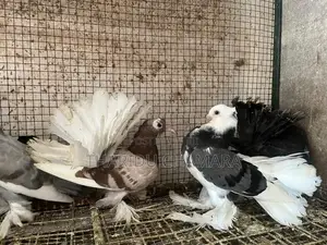 Fantail pigeon
