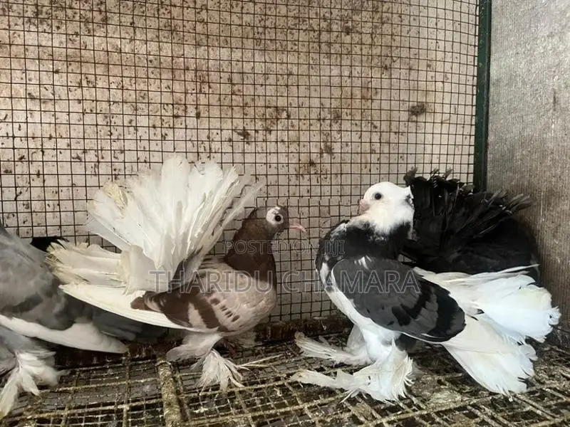 Fantail pigeon