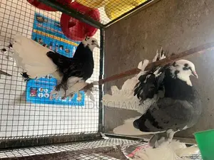 Fantail pigeon