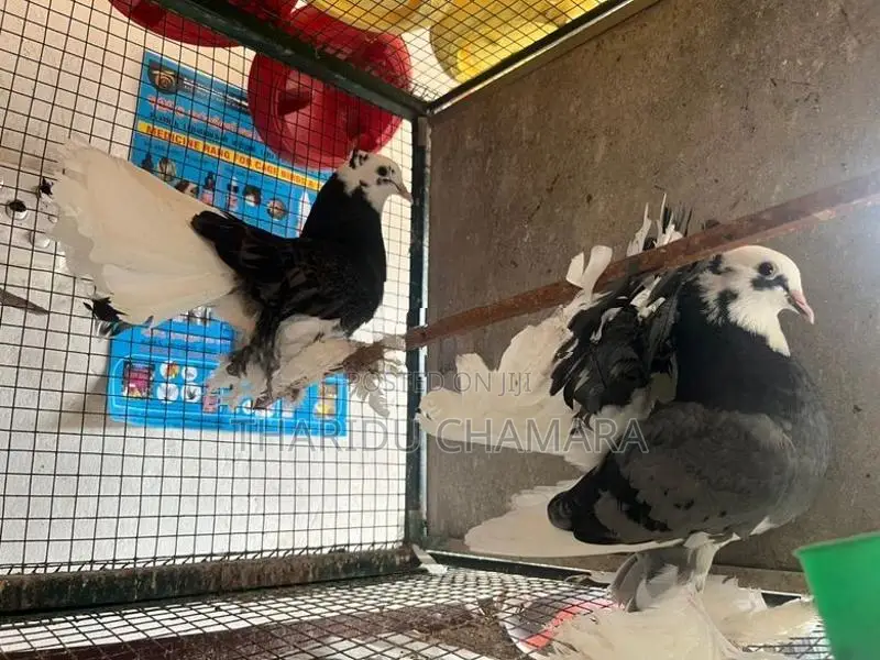 Fantail pigeon