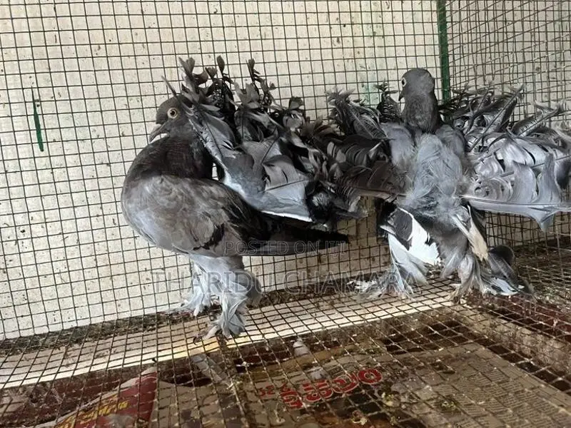 Fantail pigeon
