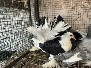 Fantail pigeon