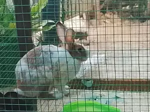 rabbit