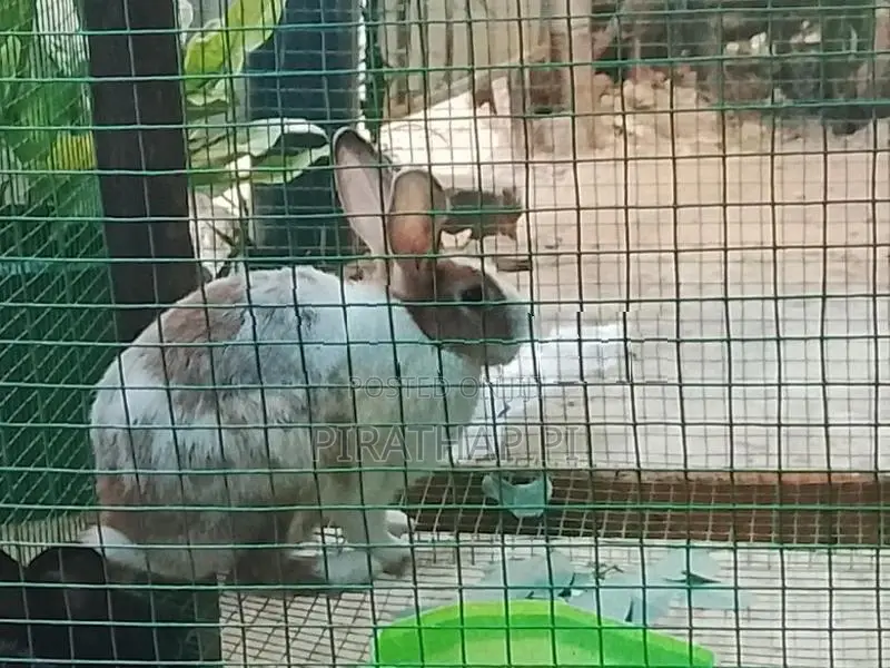 rabbit