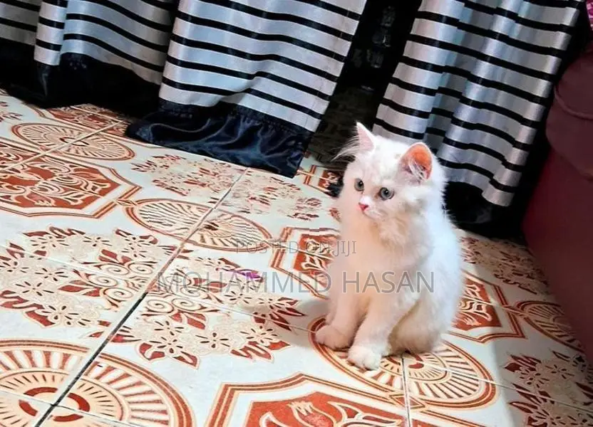Persian Cat
