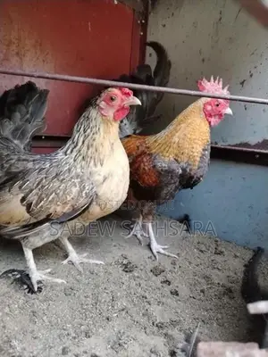 OEG Bantam
