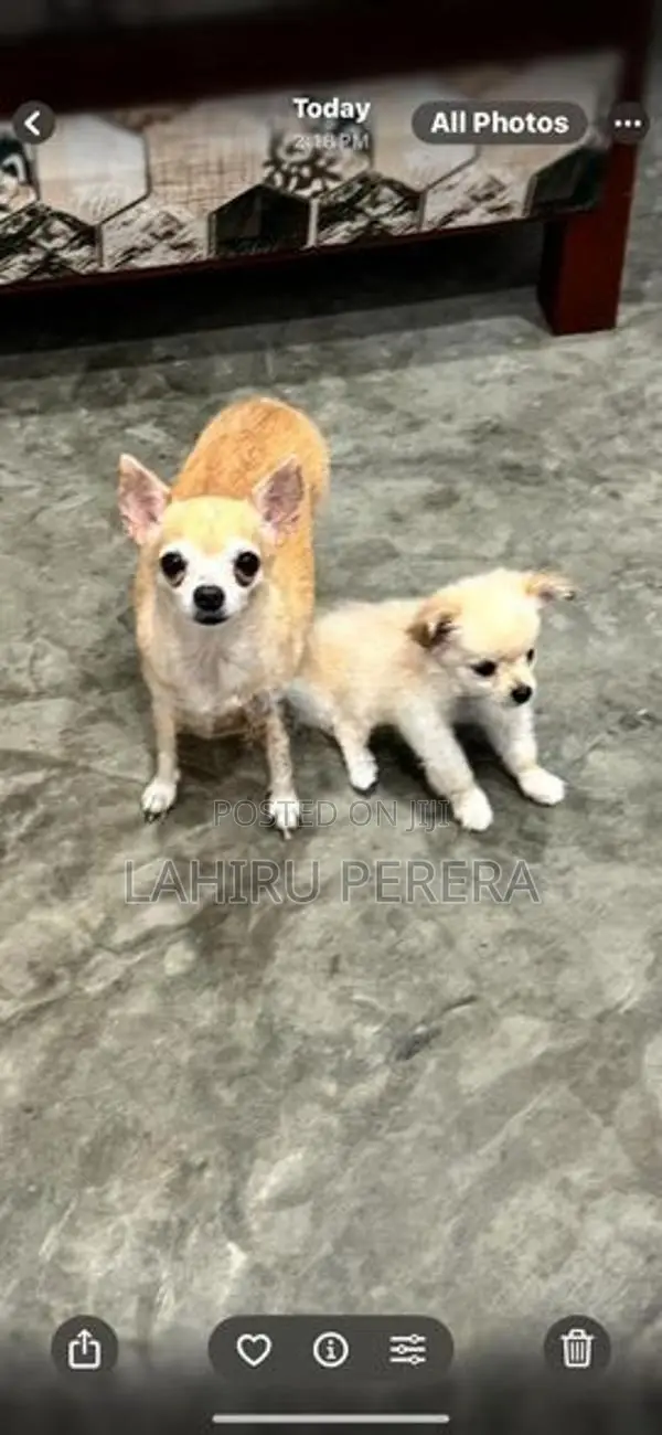 Chihuahua Dog
