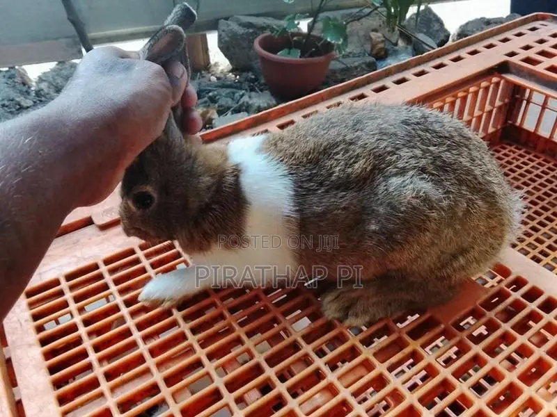 rabbit