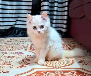 Persian Cat