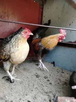 OEG Bantam