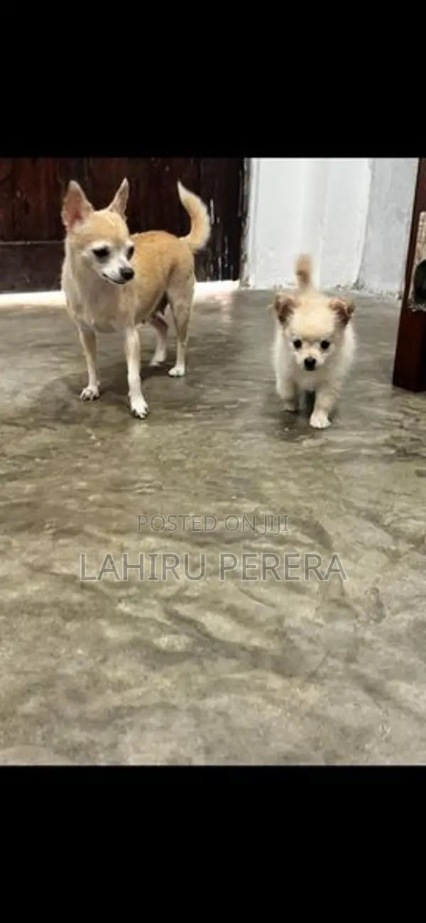 Chihuahua Dog