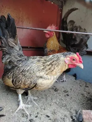 OEG Bantam