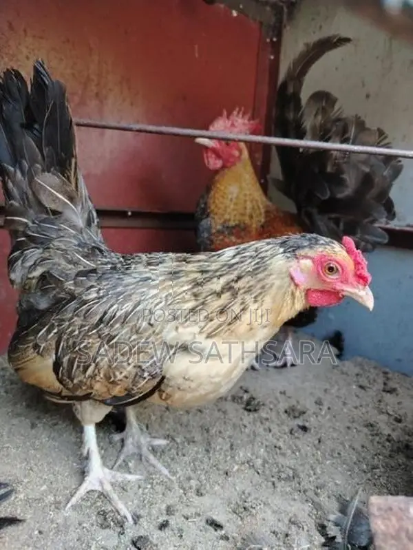 OEG Bantam