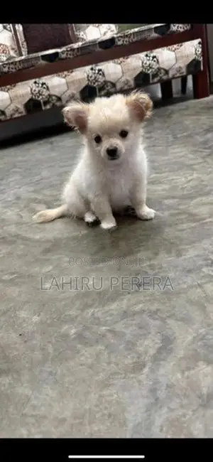 Chihuahua Dog