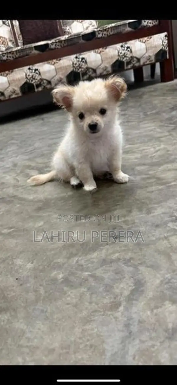Chihuahua Dog
