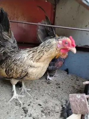 OEG Bantam