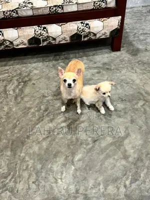 Chihuahua Dog