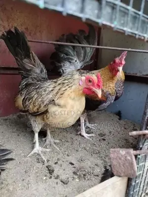 OEG Bantam