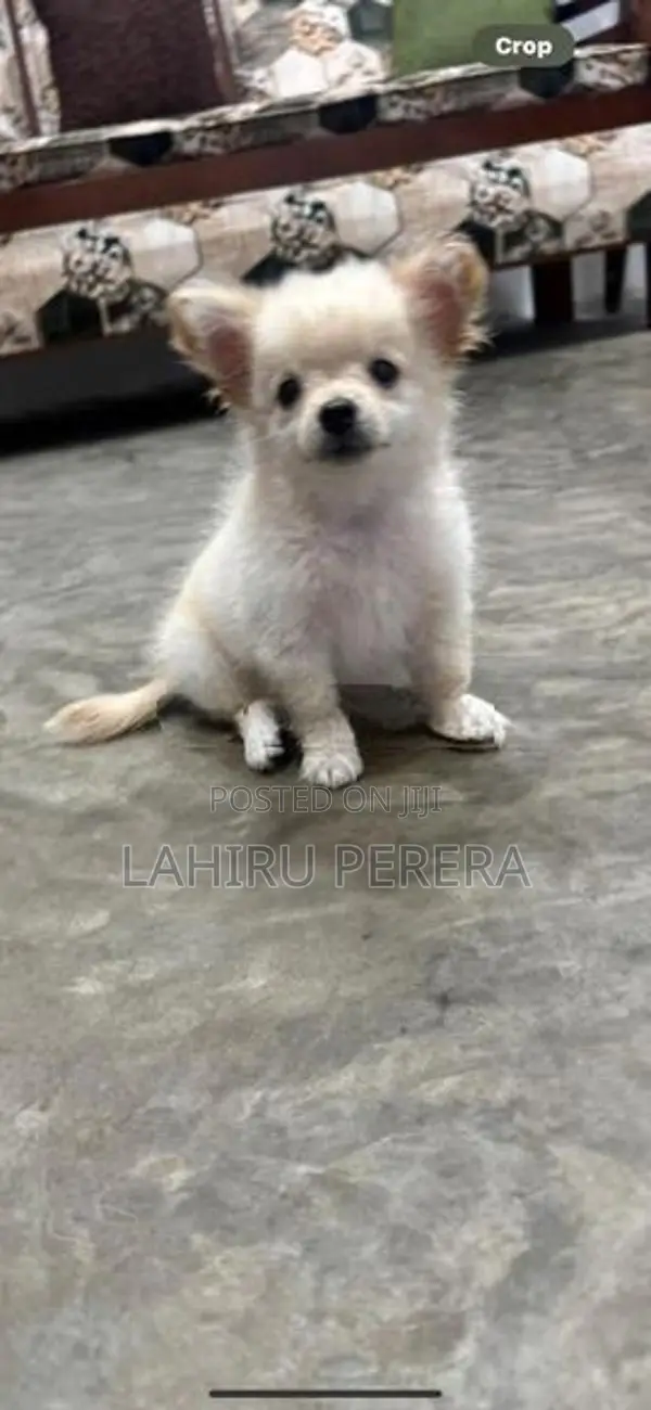 Chihuahua Dog