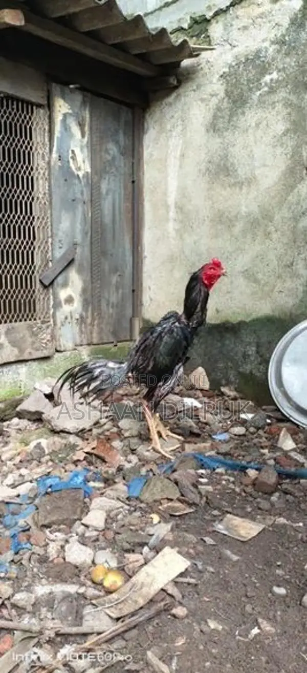 Rooster