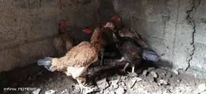 Rooster