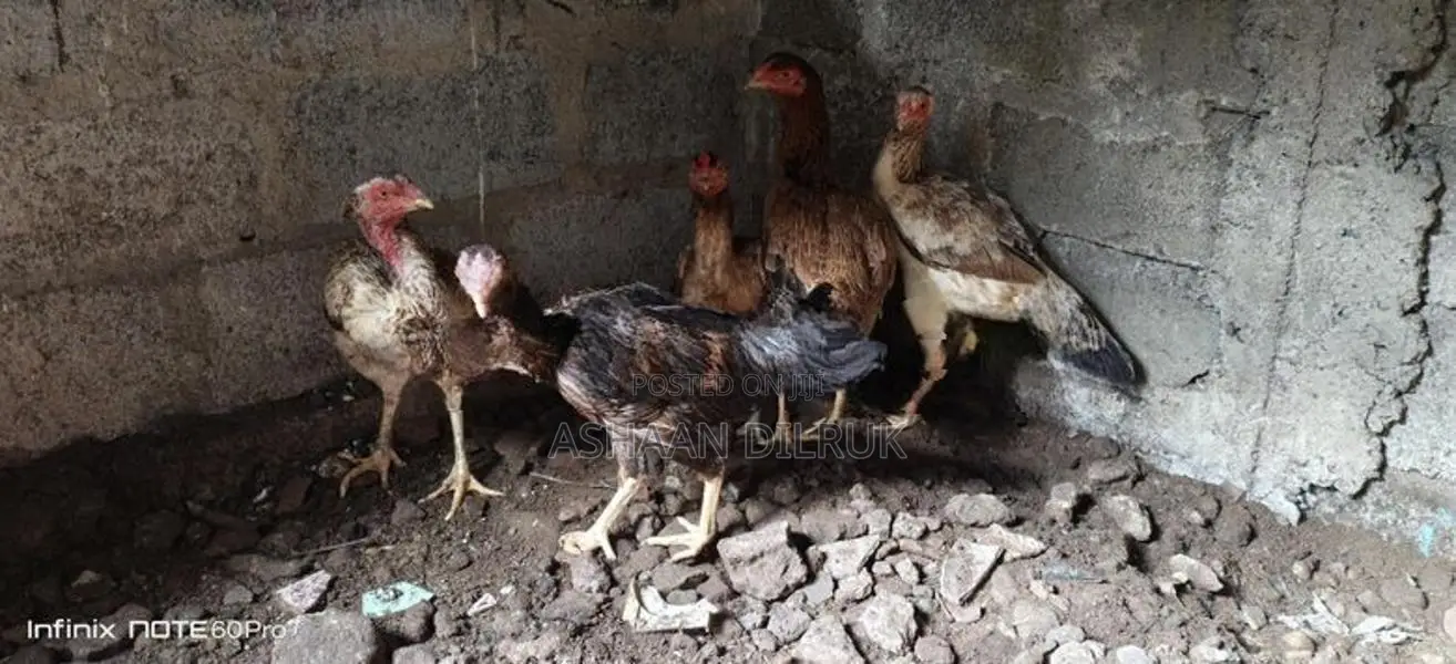 Rooster