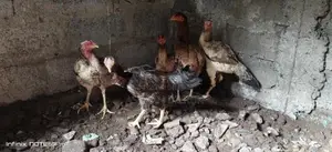 Rooster