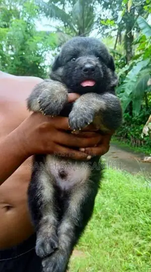 German Shepherd Long Coat Puppy
