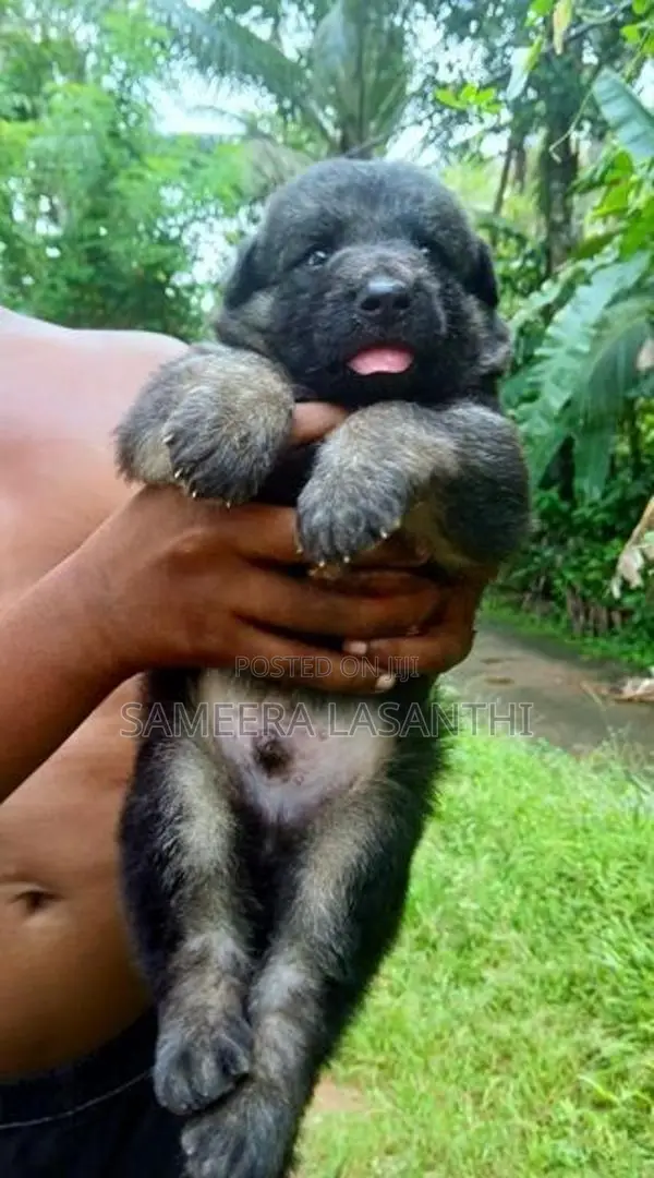 German Shepherd Long Coat Puppy