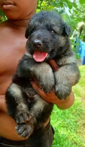 German Shepherd Long Coat Puppy