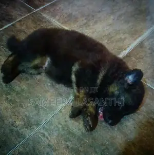 German Shepherd Long Coat Puppy