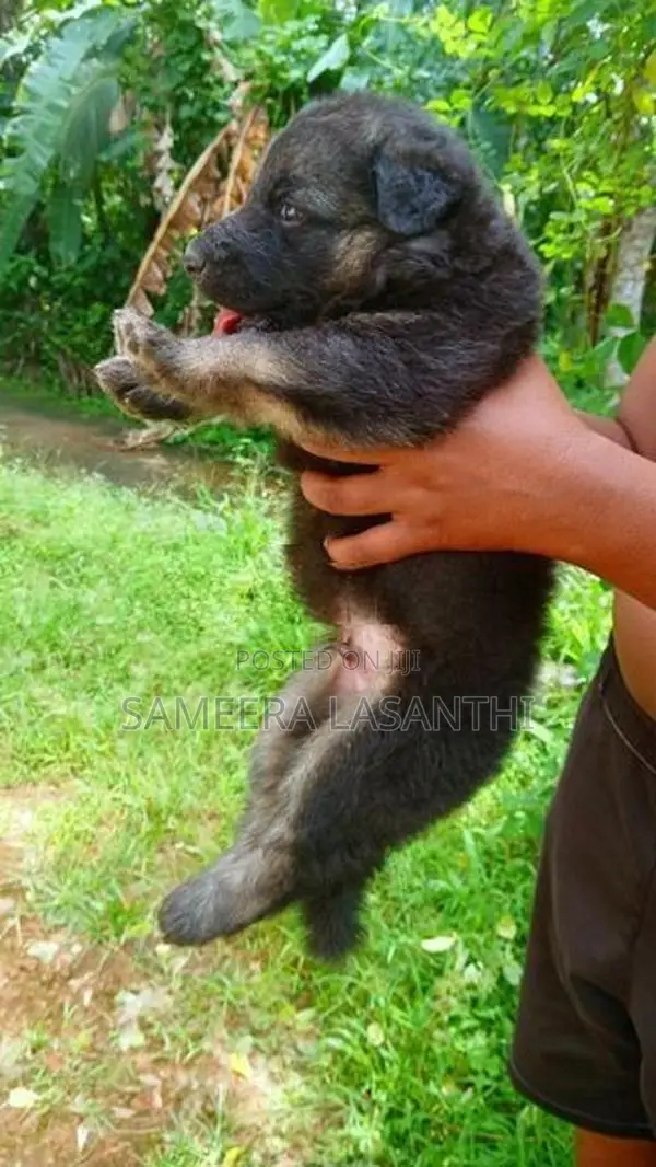 German Shepherd Long Coat Puppy
