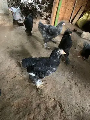 බ්‍රාමා කුකුළන්