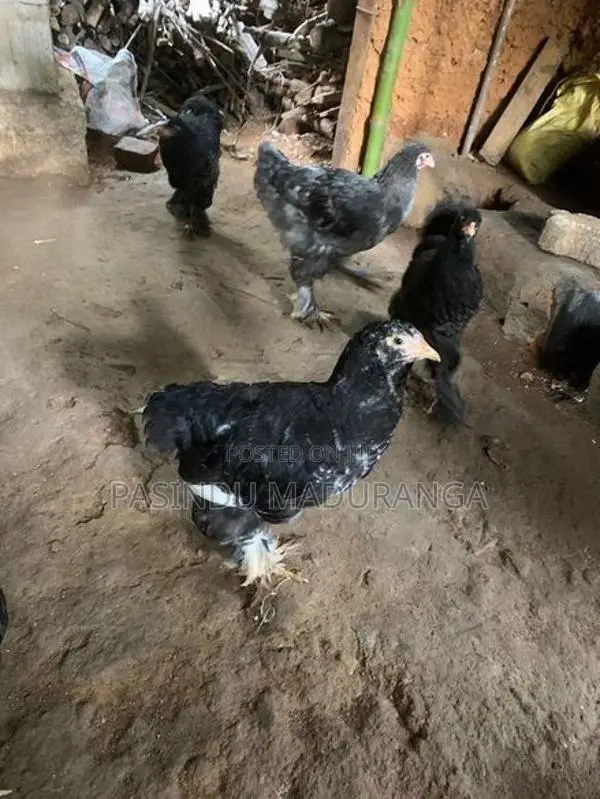බ්‍රාමා කුකුළන්