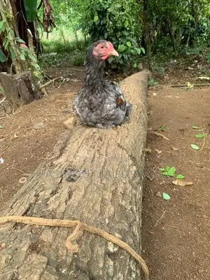 බ්‍රාමා කුකුළන්