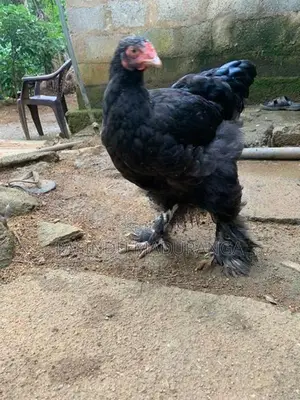 බ්‍රාමා කුකුළන්