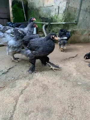 බ්‍රාමා කුකුළන්