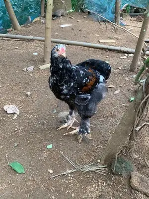 බ්‍රාමා කුකුළන්