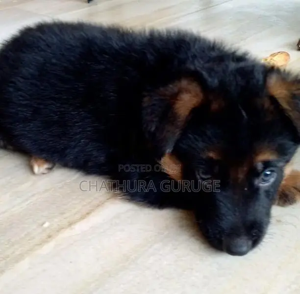 German Shepherd long coat pappys for sale