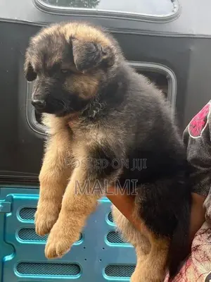 German Shepherd Longcoat Puppies