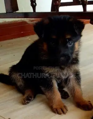 German Shepherd long coat pappys for sale