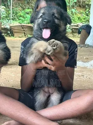 German Shepherd Longcoat Puppies