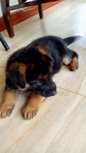 German Shepherd long coat pappys for sale