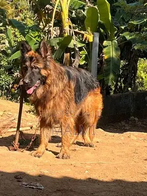 German Shepherd Longcoat Puppies