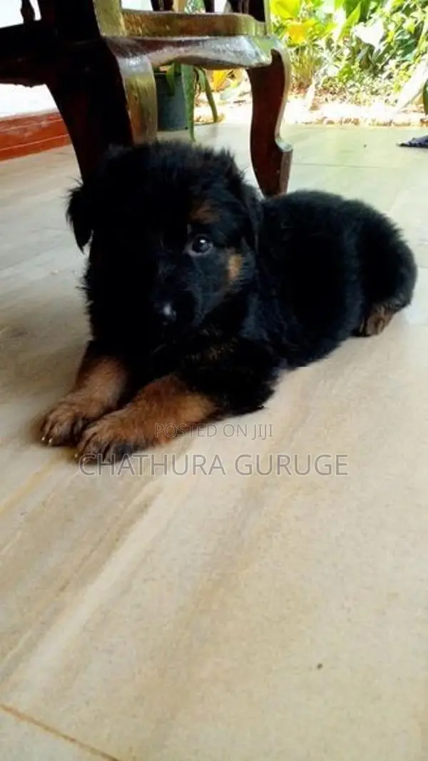 German Shepherd long coat pappys for sale
