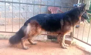German Shepherd long coat pappys for sale